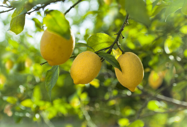 Limondaki ihracat kısıtlaması kaldırıldı