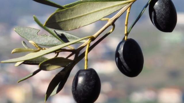 Zeytin yaprağının koronavirüsü parçaladığı bilimsel olarak ortaya kondu