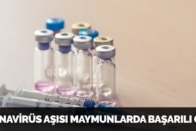 KORONAVİRÜS AŞISI MAYMUNLARDA BAŞARILI OLDU!