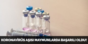 KORONAVİRÜS AŞISI MAYMUNLARDA BAŞARILI OLDU!