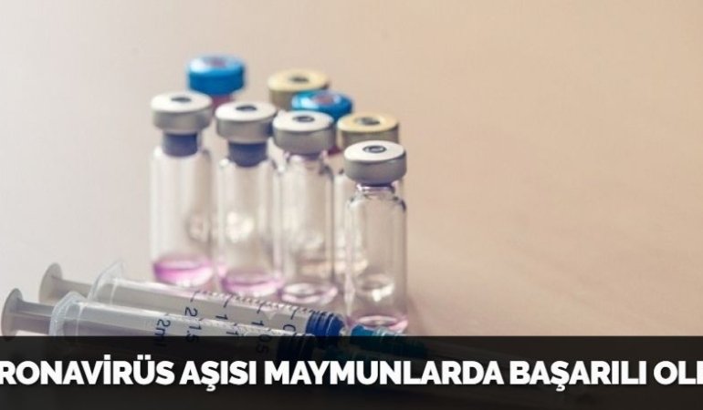 KORONAVİRÜS AŞISI MAYMUNLARDA BAŞARILI OLDU!