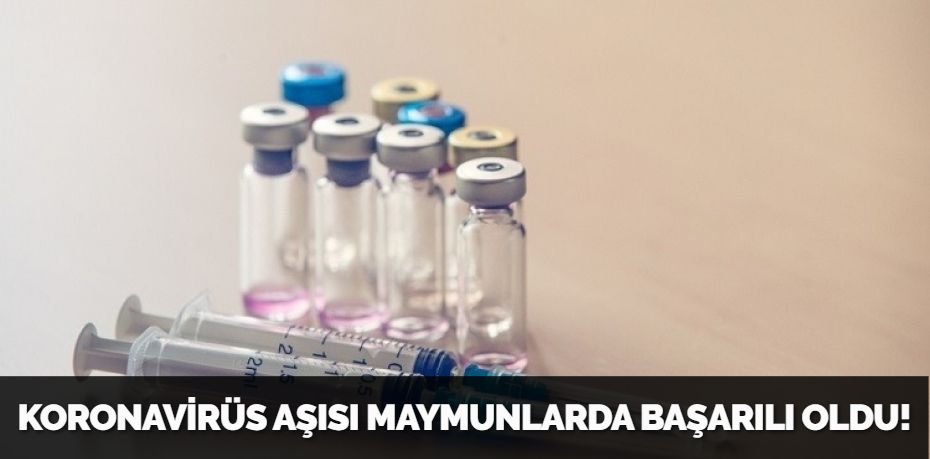 KORONAVİRÜS AŞISI MAYMUNLARDA BAŞARILI OLDU!