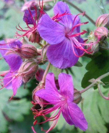 Bu bitki Türkiye’de sadece Kapıdağ’da