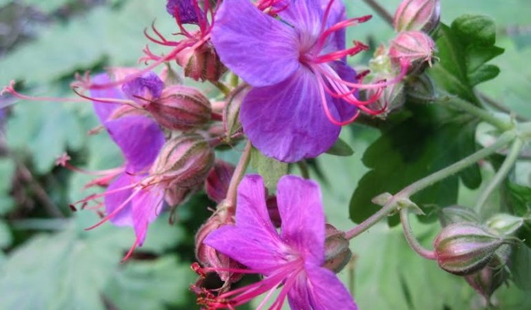 Bu bitki Türkiye’de sadece Kapıdağ’da