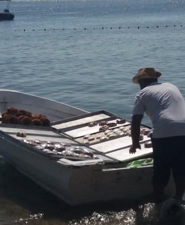 Erdek sahillerinde gıda denetimi sıfır!