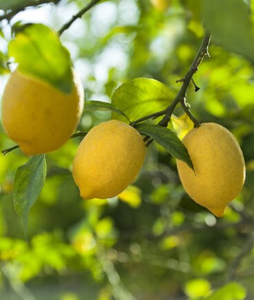 Limondaki ihracat kısıtlaması kaldırıldı