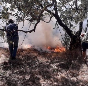 20 dönüm zeytinlik yandı