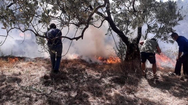 20 dönüm zeytinlik yandı