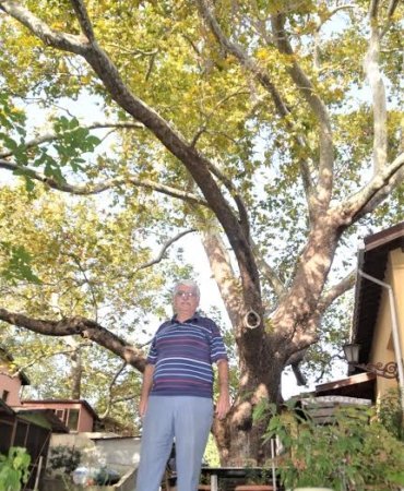 800 yıllık çınar