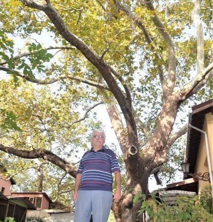 800 yıllık çınar