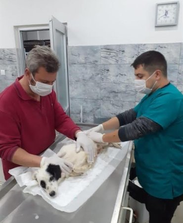 Erdek’te ezilen köpeği BBB tedavi ediyor
