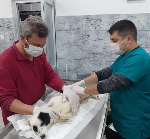 Erdek’te ezilen köpeği BBB tedavi ediyor