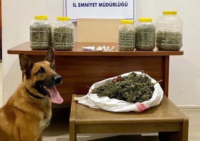 NARKOTİK KÖPEĞİ Nmak'TAN BİNGO