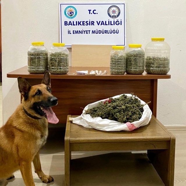 NARKOTİK KÖPEĞİ Nmak'TAN BİNGO