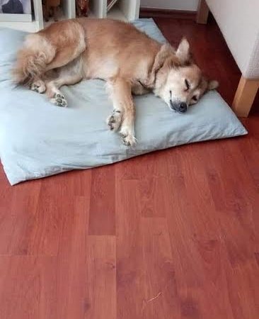 Mutlu’dan belediyeye tepki!