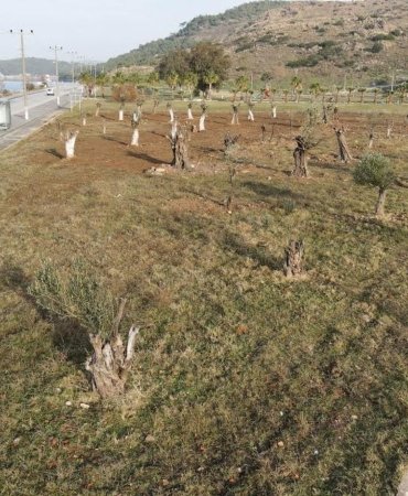 Bakımevi’nin temel kazısından çıkan ağaçlar, yaşam alanlarında değerlendiriliyor