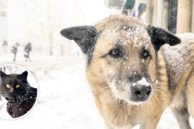 Sokak hayvanları yasayı bekliyor