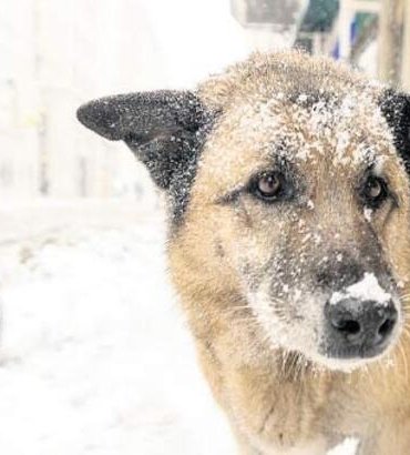 Sokak hayvanları yasayı bekliyor