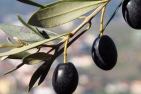 Zeytin yaprağının koronavirüsü parçaladığı bilimsel olarak ortaya kondu