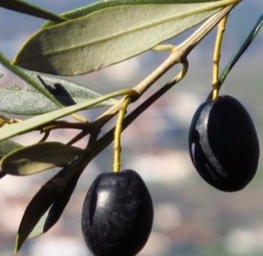 Zeytin yaprağının koronavirüsü parçaladığı bilimsel olarak ortaya kondu