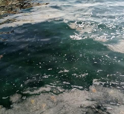 “MARMARA DENİZİ ÖLÜYOR,AĞLAYANI YOK!”