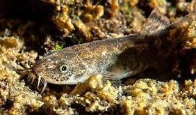 “Van Gölü'nde Küçük Mercan Balığı”nın bulunmasına Bandırma’dan da katkı geldi