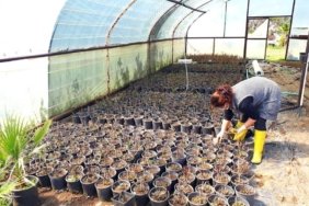 Erdek Belediyesi’nden çiçek üretimi