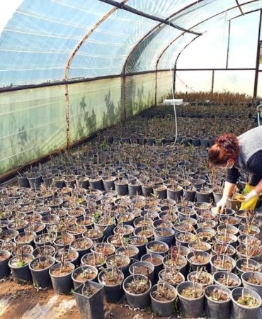 Erdek Belediyesi’nden çiçek üretimi