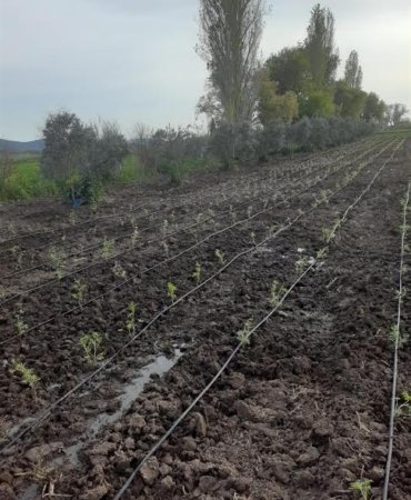 Türkiye’nin aromaterapi merkezi olacak