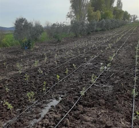 Türkiye’nin aromaterapi merkezi olacak