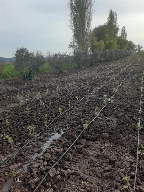 Türkiye’nin aromaterapi merkezi olacak