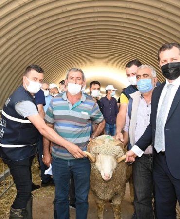 Büyükşehirden üreticilere damızlık koç