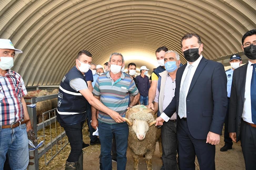 Büyükşehirden üreticilere damızlık koç