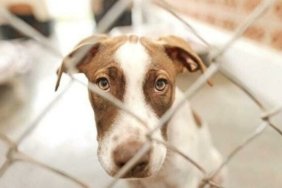 hayvanalri_koruma_kanunu_16_9_1625132390_880x495_1_16_9_1625783425_670x371