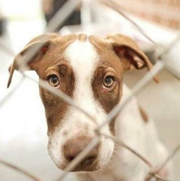 hayvanalri_koruma_kanunu_16_9_1625132390_880x495_1_16_9_1625783425_670x371