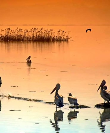MANYAS GÖLÜ CAN ÇEKİŞİYOR