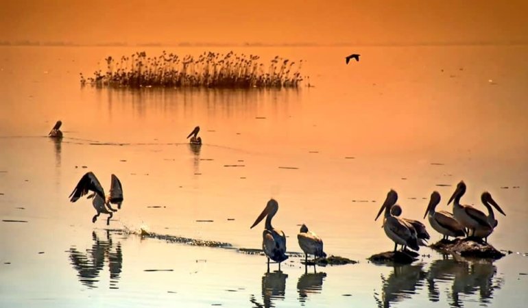 MANYAS GÖLÜ CAN ÇEKİŞİYOR
