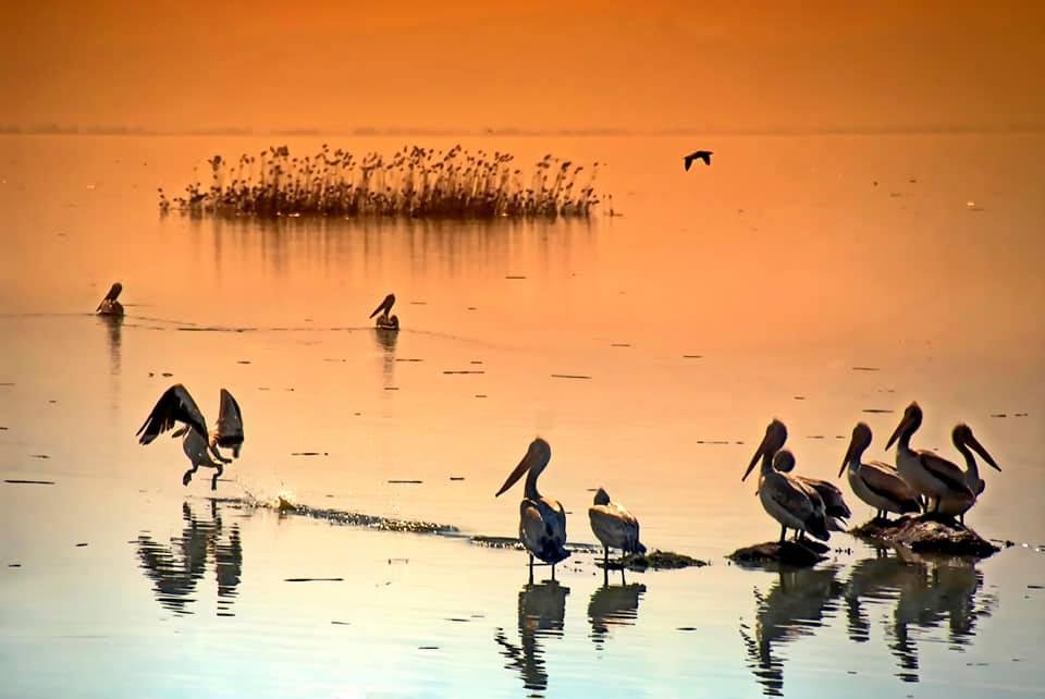 MANYAS GÖLÜ CAN ÇEKİŞİYOR