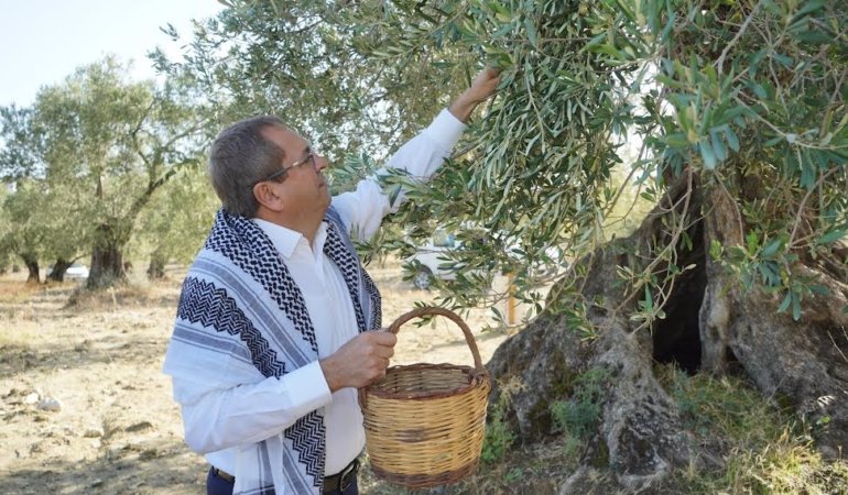 MESUT ERGİN: “DÜNYA ZEYTİN AĞACI GÜNÜ KUTLU OLSUN”