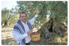 MESUT ERGİN, "ZEYTİNİME DOKUNMA"