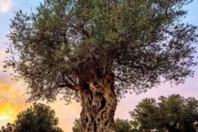 ''ZEYTİNLİKLERİN KATLİ VACİPTİR!'' DENİLDİ..!