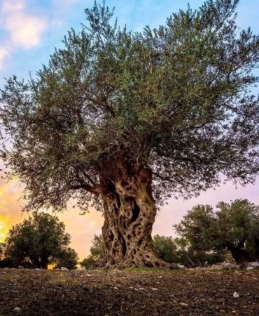 ''ZEYTİNLİKLERİN KATLİ VACİPTİR!'' DENİLDİ..!