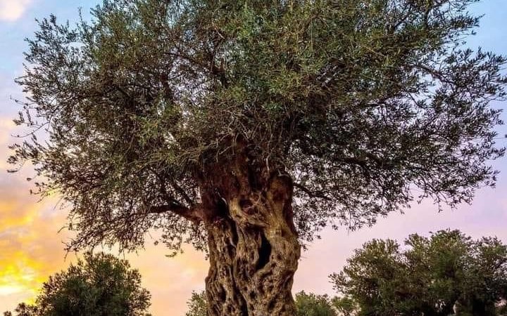 ''ZEYTİNLİKLERİN KATLİ VACİPTİR!'' DENİLDİ..!