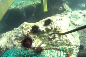 ALTINOLUK DENİZ KESTANELERİNDEN ARINDIRILDI