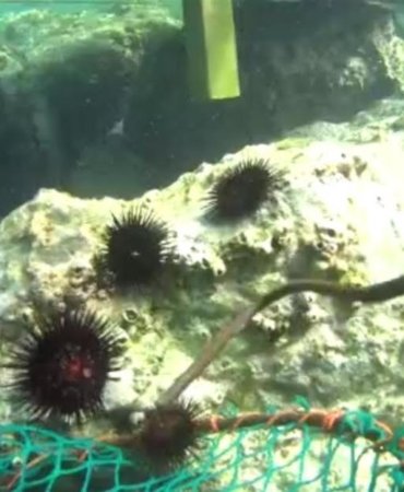 ALTINOLUK DENİZ KESTANELERİNDEN ARINDIRILDI