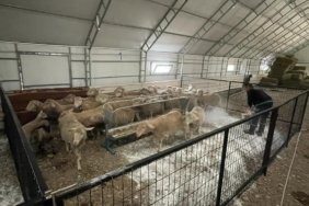 sındırgı kuzusu 1