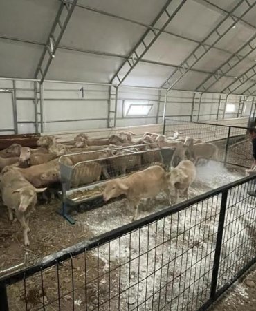 sındırgı kuzusu 1