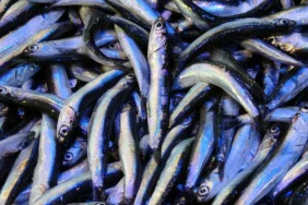 Marmara Denizi’nde hamsi balığı yasağı