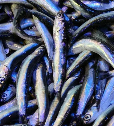 Marmara Denizi’nde hamsi balığı yasağı