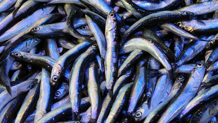 Marmara Denizi’nde hamsi balığı yasağı